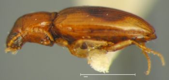 Media type: image;   Entomology 33061 Aspect: habitus lateral view